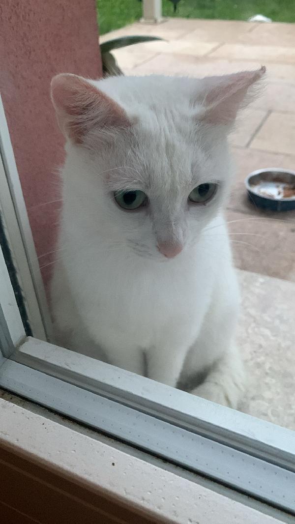 Micia Cerca Casa